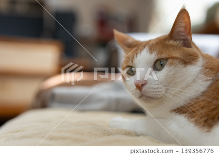 Cat lying down and relaxing Brown tabby and white Cat lying down and relaxing Brown tabby and white 139356776