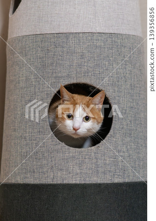 A cat sticking its head out of the cat tower Brown tiger white A cat sticking its head out of the cat tower Brown tiger white 139356856