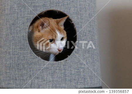 A cat sticking its head out of the cat tower Brown tiger white A cat sticking its head out of the cat tower Brown tiger white 139356857