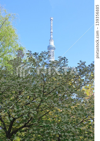翠綠的櫻花和東京晴空塔 翠綠的櫻花和東京晴空塔 139356885