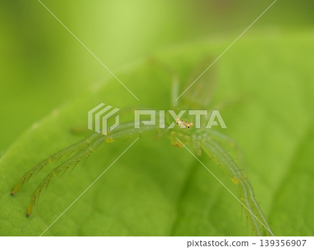 Young leaves and a young spider (20260422141250) Young leaves and a young spider (20260422141250) 139356907