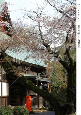 Cherry blossom scenery: Cherry blossoms at a temple Cherry blossom scenery: Cherry blossoms at a temple 139356925