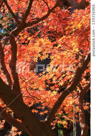 秋葉變成鮮紅，鮮紅的楓樹，秋葉 139356968