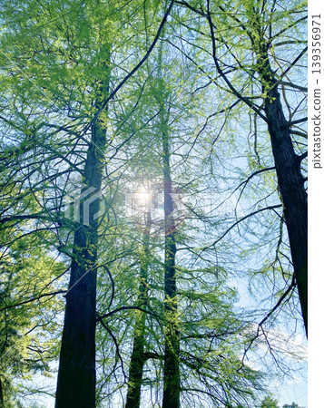 Sunlight filtering through coniferous trees 139356971