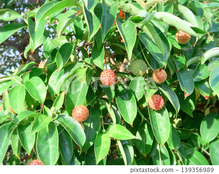 The uniquely shaped fruit of the Japanese dogwood tree The uniquely shaped fruit of the Japanese dogwood tree 139356989