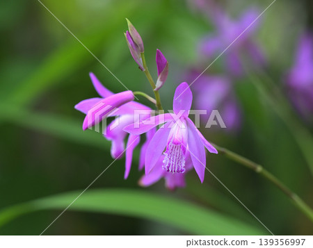 白及（Bletilla striata）花朵在初夏盛開－天然庭園材料 139356997