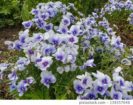 2604 Light blue and purple violas 2604 Light blue and purple violas 139357048