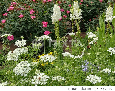 2604 Orlaya grandiflora 和 金魚草 2604 Orlaya grandiflora 和 金魚草 139357049