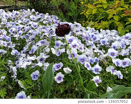 2604 Violas and Tulips 2604 Violas and Tulips 139357052