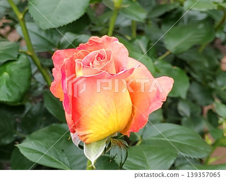 2604 Yellow to pink roses 2604 Yellow to pink roses 139357065