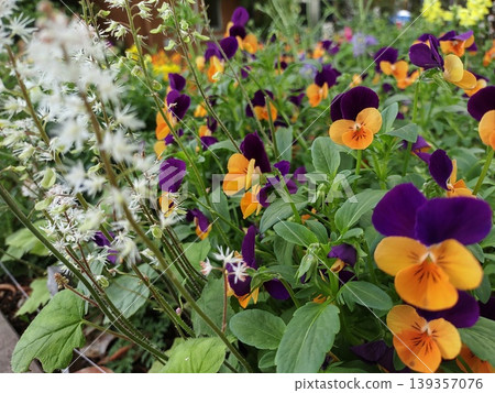2604 Purple and orange violas 2604 Purple and orange violas 139357076