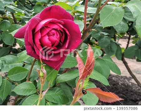 2604 Wine Red Roses 2 2604 Wine Red Roses 2 139357086