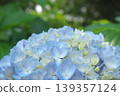 Hydrangeas in a forest where sunlight filters through the trees. Hydrangeas in a forest where sunlight filters through the trees. 139357124