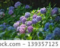 A forest where hydrangeas bloom A forest where hydrangeas bloom 139357125