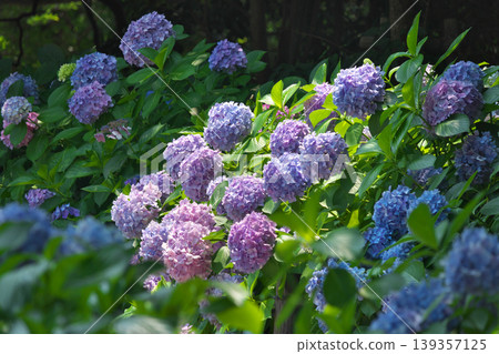 A forest where hydrangeas bloom A forest where hydrangeas bloom 139357125