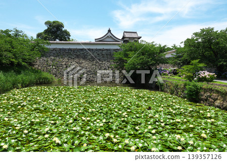 Fukuoka Castle's (alleged) Shiomi Turret and Shimonohashi Gate: Hydrangeas and water lilies in the moat are in full bloom. Fukuoka Castle's (alleged) Shiomi Turret and Shimonohashi Gate: Hydrangeas and water lilies in the moat are in full bloom. 139357126