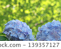 Hydrangeas blooming in a forest where sunlight filters through the trees Hydrangeas blooming in a forest where sunlight filters through the trees 139357127