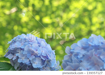 Hydrangeas blooming in a forest where sunlight filters through the trees Hydrangeas blooming in a forest where sunlight filters through the trees 139357127