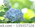 Hydrangeas blooming in a forest where sunlight filters through the trees Hydrangeas blooming in a forest where sunlight filters through the trees 139357128