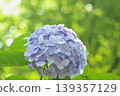 Hydrangeas blooming in a forest where sunlight filters through the trees Hydrangeas blooming in a forest where sunlight filters through the trees 139357129