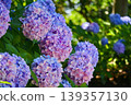 Hydrangeas blooming in a forest where sunlight filters through the trees Hydrangeas blooming in a forest where sunlight filters through the trees 139357130