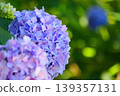Hydrangeas blooming in a forest where sunlight filters through the trees Hydrangeas blooming in a forest where sunlight filters through the trees 139357131