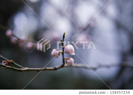 梅花開始綻放 梅花開始綻放 139357234