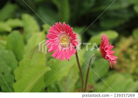 非洲菊 1 139357269