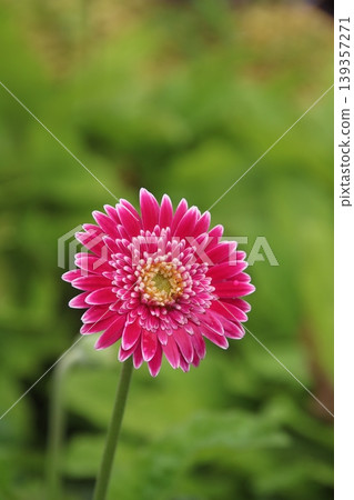 非洲菊 3 139357271