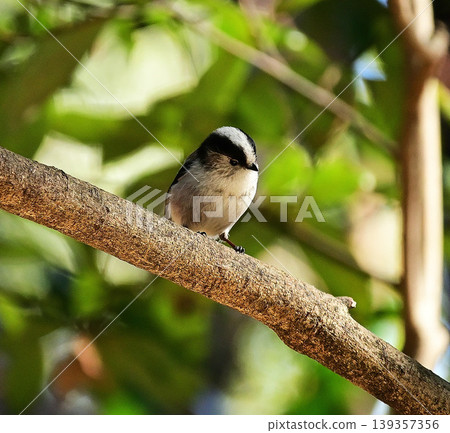 Enaga to stick to branches Enaga to stick to branches 139357356