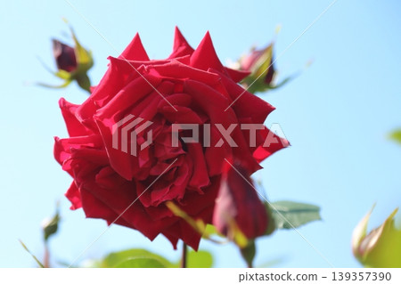 Arao City Ominous Citizen Flower Bed Rose Flower, Arao City Ominous Citizen Flower Bed Rose Flower, 139357390