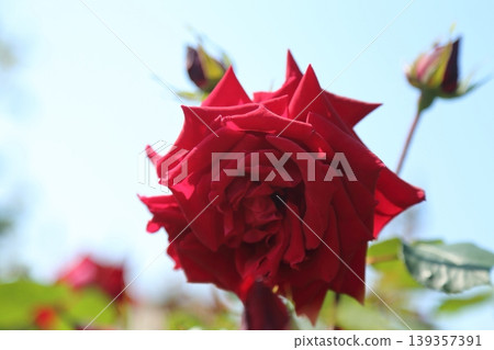 Arao City Ominous Citizen Flower Bed Rose Flower, Arao City Ominous Citizen Flower Bed Rose Flower, 139357391