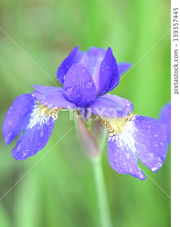 Irises after the rain, purple flowers glistening with raindrops. Irises after the rain, purple flowers glistening with raindrops. 139357445