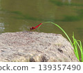A red dragonfly resting in the pond at Jinpukaku. 139357490
