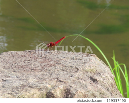 A red dragonfly resting in the pond at Jinpukaku. A red dragonfly resting in the pond at Jinpukaku. 139357490