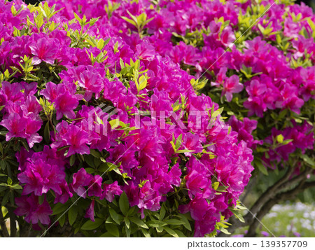Vibrant azalea flowers blooming in the park 139357709
