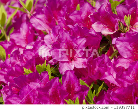 Vibrant azalea flowers blooming in the park 139357711