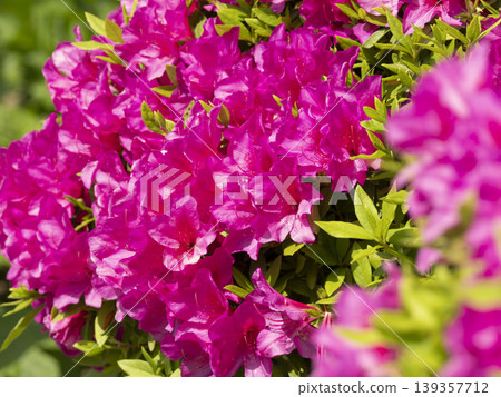 Vibrant azalea flowers blooming in the park Vibrant azalea flowers blooming in the park 139357712