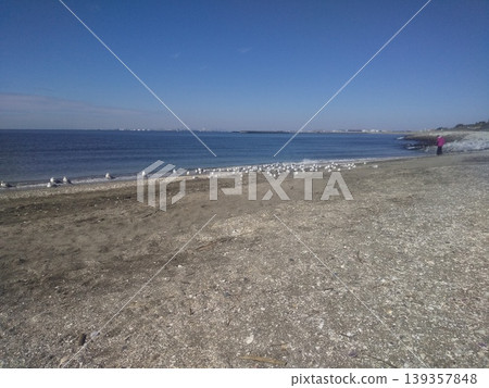黑頭鷗,一種來到Kemigawahama海岸的冬季候鳥 黑頭鷗,一種來到Kemigawahama海岸的冬季候鳥 139357848