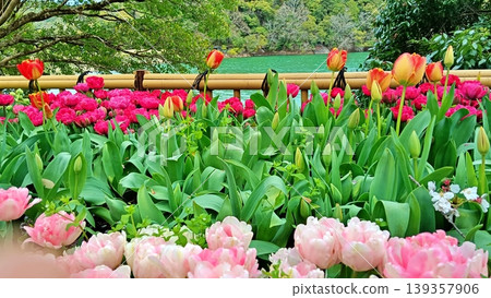 Colorful tulips adorn the lakeside in spring. Colorful tulips adorn the lakeside in spring. 139357906