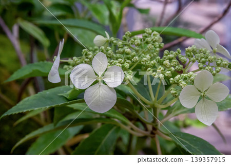 The white flowers of the Tokara hydrangea, said to be a rare hydrangea unique to Japan. The white flowers of the Tokara hydrangea, said to be a rare hydrangea unique to Japan. 139357915