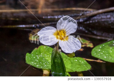 水鱉科（Hydrocharitaceae）的白色花朵 139357916