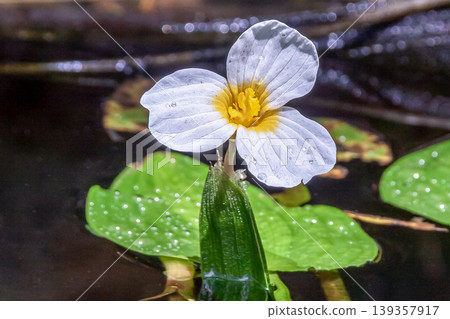 水鱉科（Hydrocharitaceae）的白色花朵 139357917