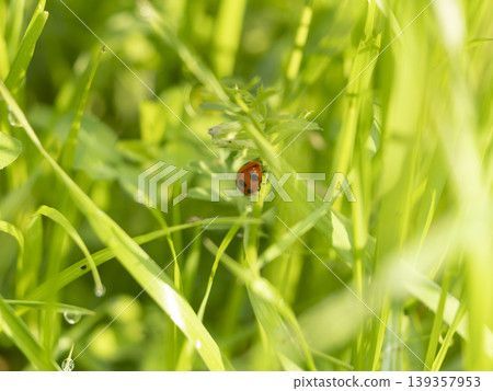Ladybugs in the field Ladybugs in the field 139357953