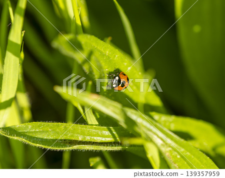 Ladybugs in the field Ladybugs in the field 139357959
