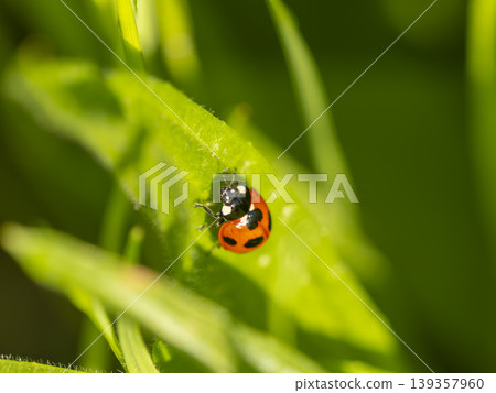 Ladybugs in the field Ladybugs in the field 139357960