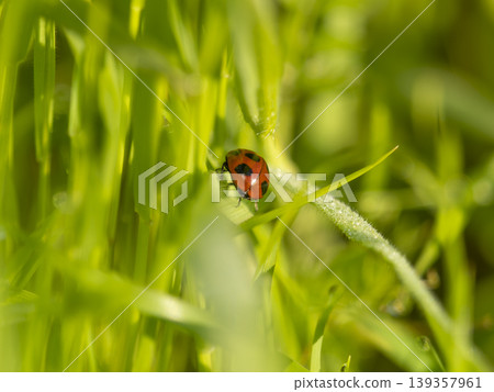 Ladybugs in the field Ladybugs in the field 139357961