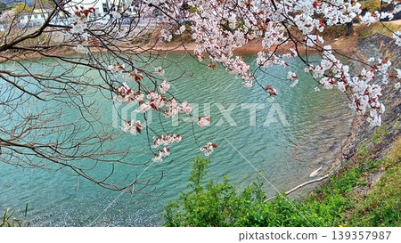 Cherry blossoms in full bloom by the lake and a tranquil spring landscape. Cherry blossoms in full bloom by the lake and a tranquil spring landscape. 139357987