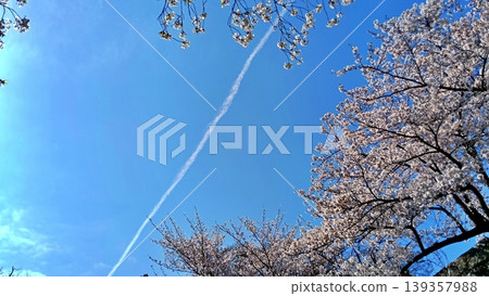 A spring scene where contrails and cherry blossoms in full bloom stand out against the blue sky. A spring scene where contrails and cherry blossoms in full bloom stand out against the blue sky. 139357988