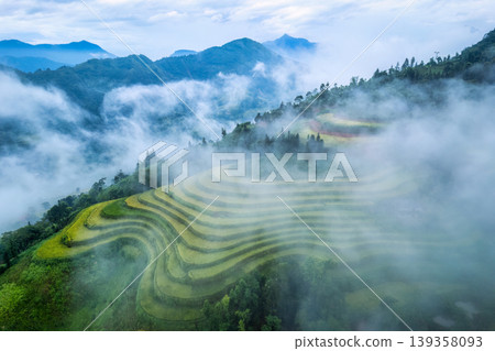 Lush rice field terraces enveloped in fog during harvest in countryside at the morning 139358093